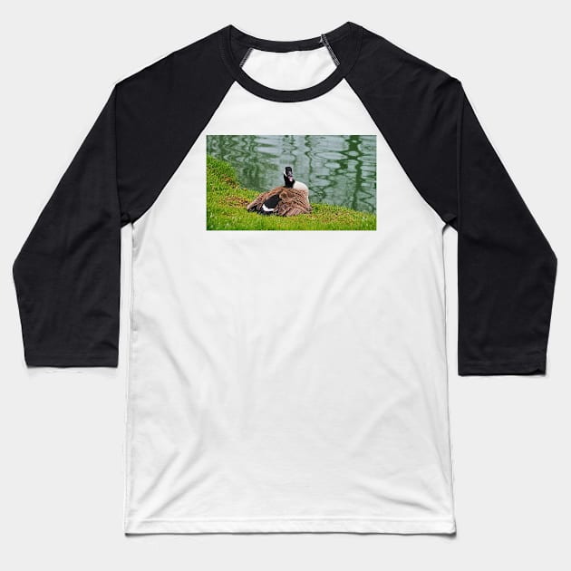 An Angry Female Canada Goose On Her Nest Baseball T-Shirt by BackyardBirder